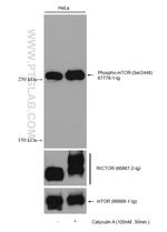 mTOR Antibody in Western Blot (WB)