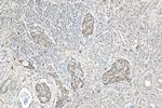 GLUT2 Antibody in Immunohistochemistry (Paraffin) (IHC (P))