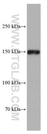 Jagged1 Antibody in Western Blot (WB)