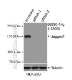 Jagged1 Antibody in Western Blot (WB)