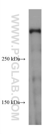 DMXL2 Antibody in Western Blot (WB)