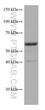 TERF2 Antibody in Western Blot (WB)