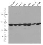 UPF1 Antibody in Western Blot (WB)