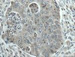 SPTLC1 Antibody in Immunohistochemistry (Paraffin) (IHC (P))