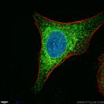 Calnexin Antibody in Immunocytochemistry (ICC/IF)