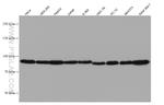 Calnexin Antibody in Western Blot (WB)