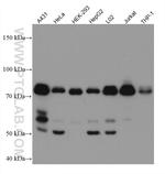 MAVS/VISA Antibody in Western Blot (WB)