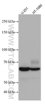 Poliovirus receptor Antibody in Western Blot (WB)