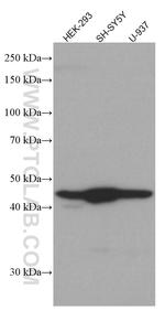 CX3CR1 Antibody in Western Blot (WB)