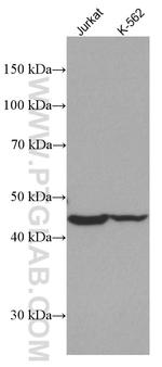 IDH2 Antibody in Western Blot (WB)