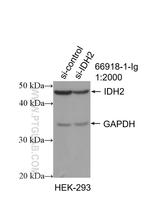 IDH2 Antibody in Western Blot (WB)