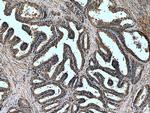 PTGER4 Antibody in Immunohistochemistry (Paraffin) (IHC (P))