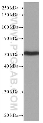 PTGER4 Antibody in Western Blot (WB)