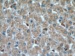 GPNMB Antibody in Immunohistochemistry (Paraffin) (IHC (P))