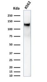 CD43 (T-Cell Marker) Antibody in Western Blot (WB)