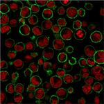 CD43 (T-Cell Marker) Antibody in Immunocytochemistry (ICC/IF)