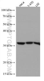 RACK1/GNB2L1 Antibody in Western Blot (WB)