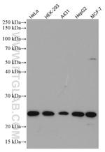 MRRF Antibody in Western Blot (WB)