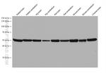 TMEM119 Antibody in Western Blot (WB)