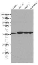 CDK4 Antibody in Western Blot (WB)