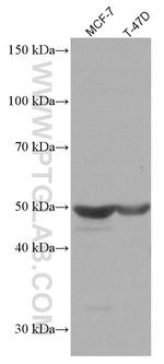 NOTUM Antibody in Western Blot (WB)