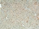 LXN Antibody in Immunohistochemistry (Paraffin) (IHC (P))