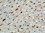 LXN Antibody in Immunohistochemistry (Paraffin) (IHC (P))