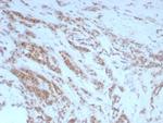 Osteopontin (OSP)/Secreted Phosphoprotein 1 (SPP1) Antibody in Immunohistochemistry (Paraffin) (IHC (P))