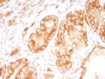 Osteopontin (OSP)/Secreted Phosphoprotein 1 (SPP1) Antibody in Immunohistochemistry (Paraffin) (IHC (P))