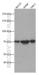 NDC80 Antibody in Western Blot (WB)