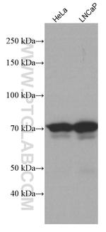 NDC80 Antibody in Western Blot (WB)