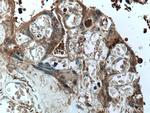 PAPPA Antibody in Immunohistochemistry (Paraffin) (IHC (P))