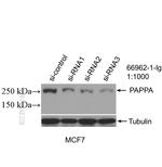 PAPPA Antibody in Western Blot (WB)