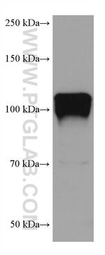 NLGN1 Antibody in Western Blot (WB)