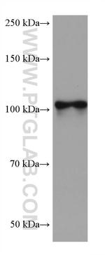 NLGN1 Antibody in Western Blot (WB)