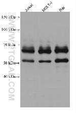 IKZF1 Antibody in Western Blot (WB)