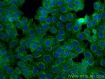 PARD3 Antibody in Immunocytochemistry (ICC/IF)