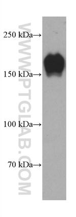 PARD3 Antibody in Western Blot (WB)