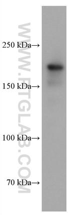 DOCK2 Antibody in Western Blot (WB)