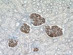 Nephrin Antibody in Immunohistochemistry (Paraffin) (IHC (P))