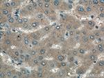 EPO Antibody in Immunohistochemistry (Paraffin) (IHC (P))