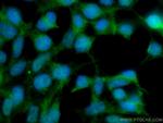 CUL1 Antibody in Immunocytochemistry (ICC/IF)