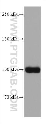 TRPV1 Antibody in Western Blot (WB)