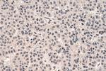 FBL Antibody in Immunohistochemistry (Paraffin) (IHC (P))