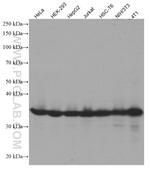 FBL Antibody in Western Blot (WB)