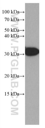 LHPP Antibody in Western Blot (WB)