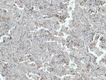 hIST1 Antibody in Immunohistochemistry (Paraffin) (IHC (P))