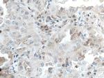 hIST1 Antibody in Immunohistochemistry (Paraffin) (IHC (P))