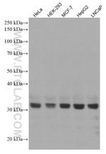 COPE Antibody in Western Blot (WB)