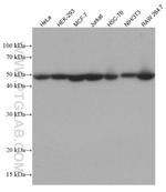 CTBP1 Antibody in Western Blot (WB)